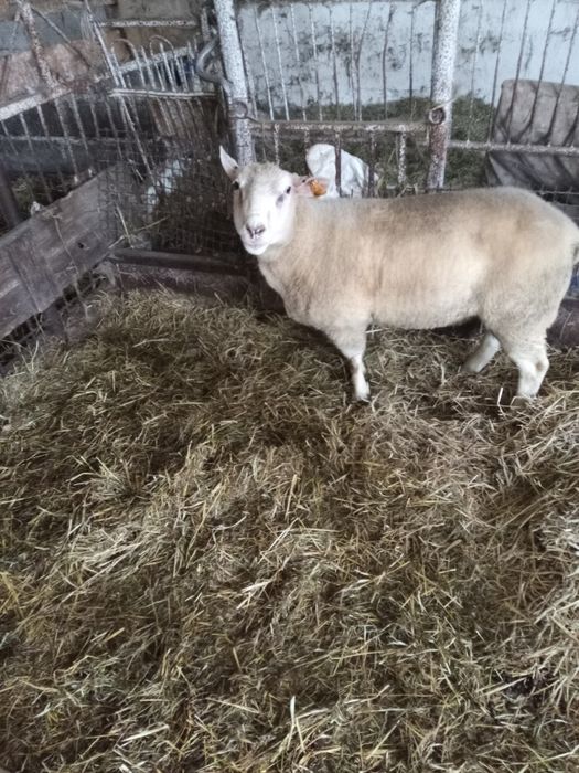 Tryk na sprzedaż białogłowy