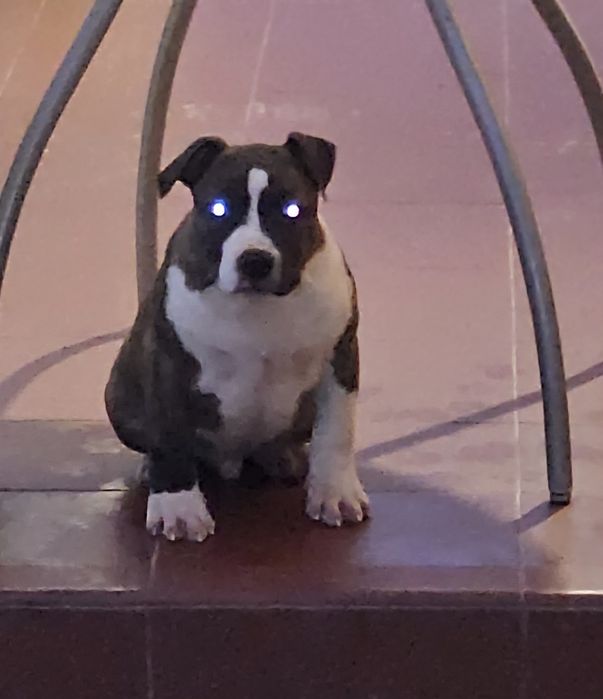 Amstaff piesek pregowany