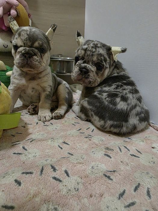 Дітки під ялинку