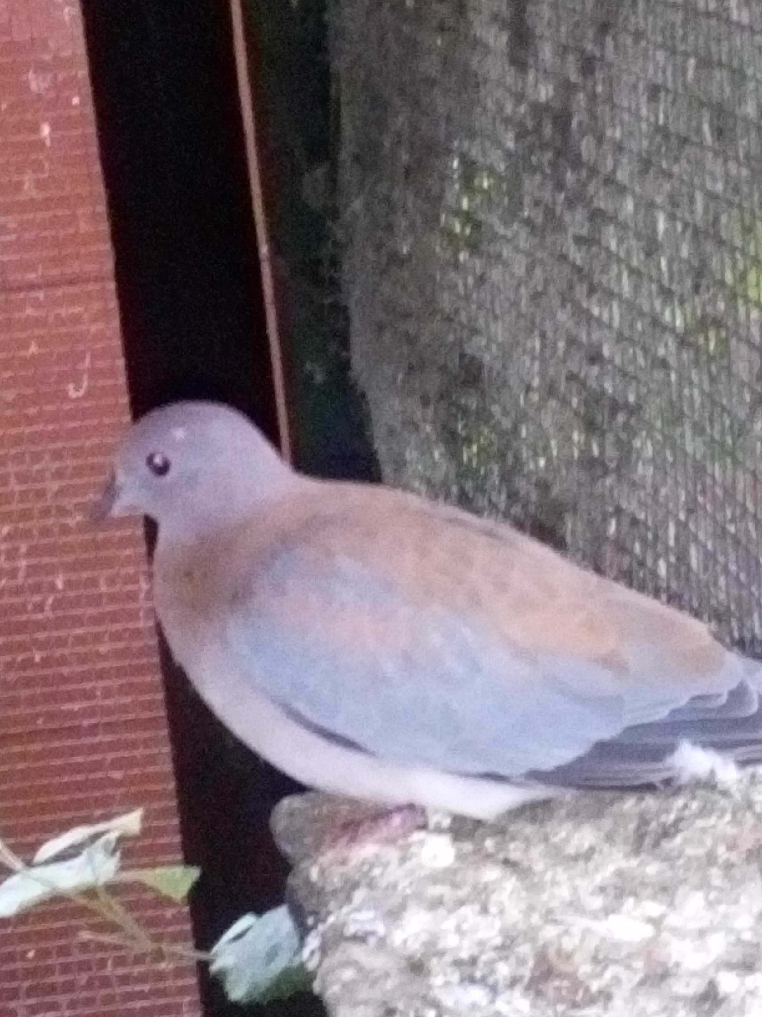 Gołąbek senegalski