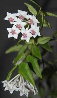 Hoya bella, Хоя белла, хоя прекрасна,  hoya lanceolata ssp. bella.