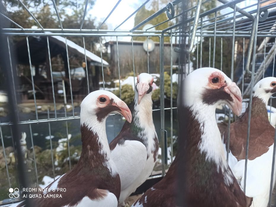 Sprzedam Gołebie Bagneta Noweberska