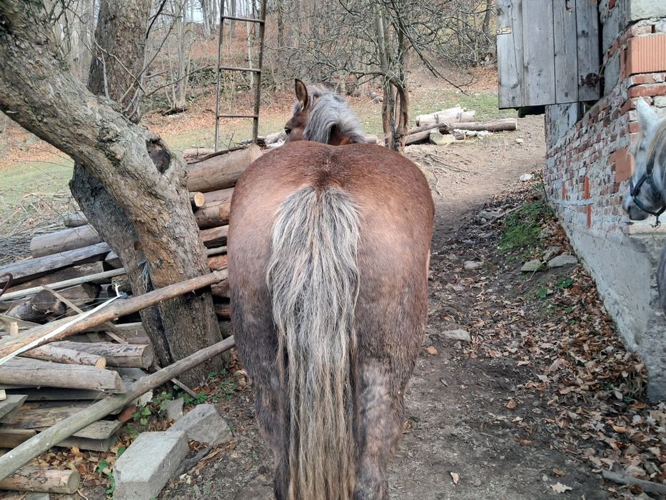 Sprzedam kobyle zimnokrwista