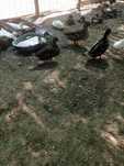 Para venda Pato Bravo Real
