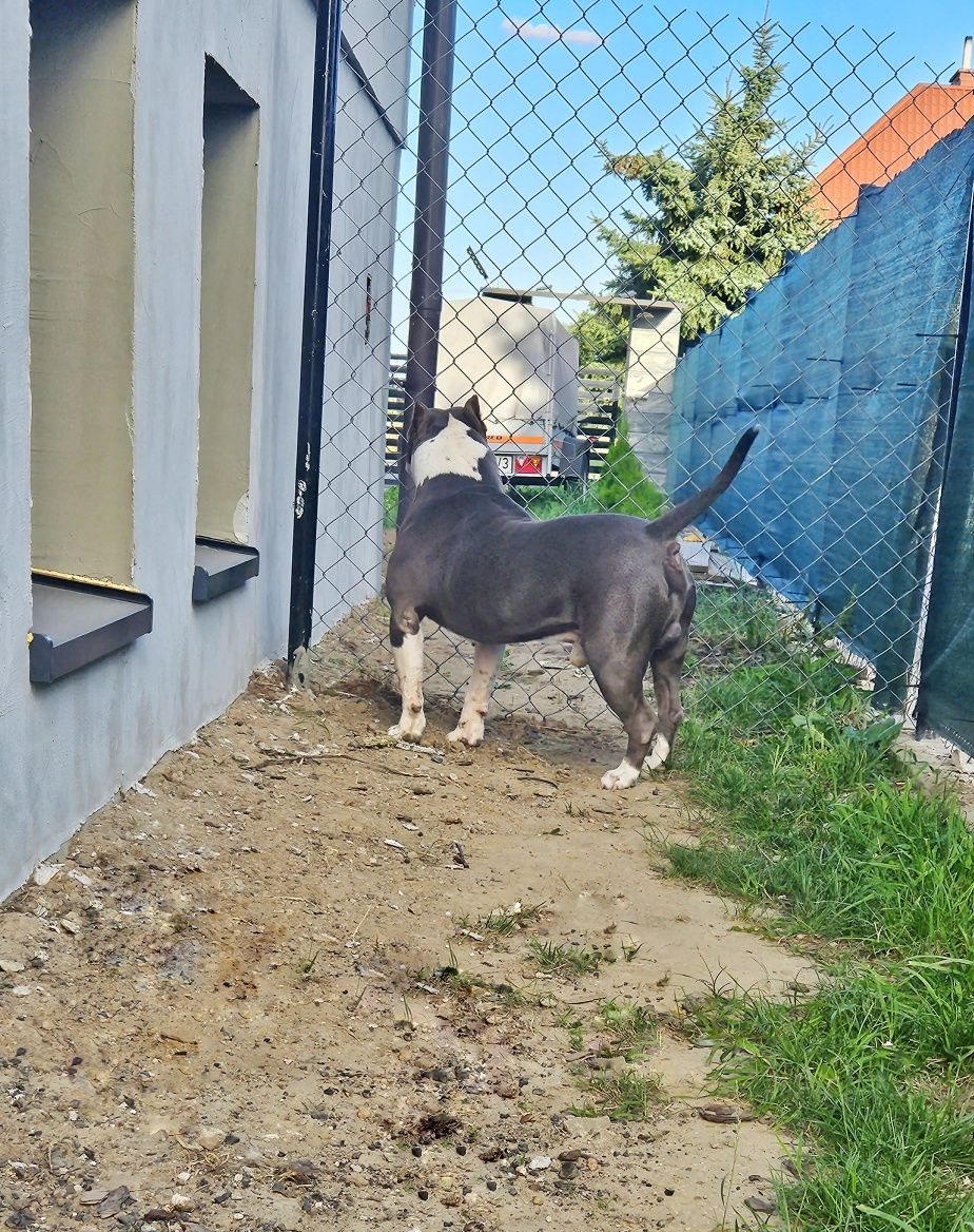 Potężny pies Amstaff Rep