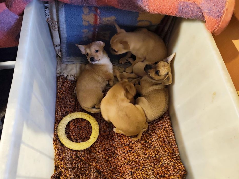 Malutkie 3 miesieczne pieskj do adopcji