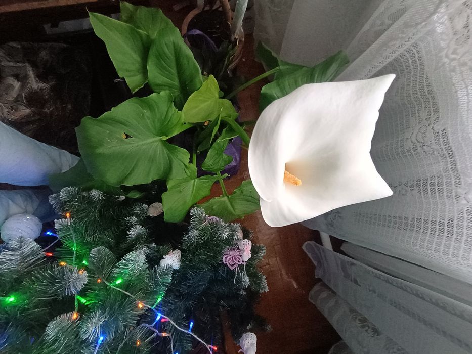 вазон калла цвіте зелене велике листя