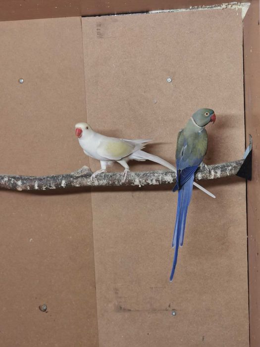 Aleksandretta Aleksandretty