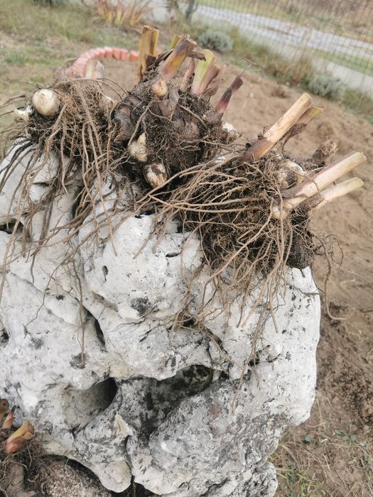 Paciorecznik kanna zestaw 10 szt canna