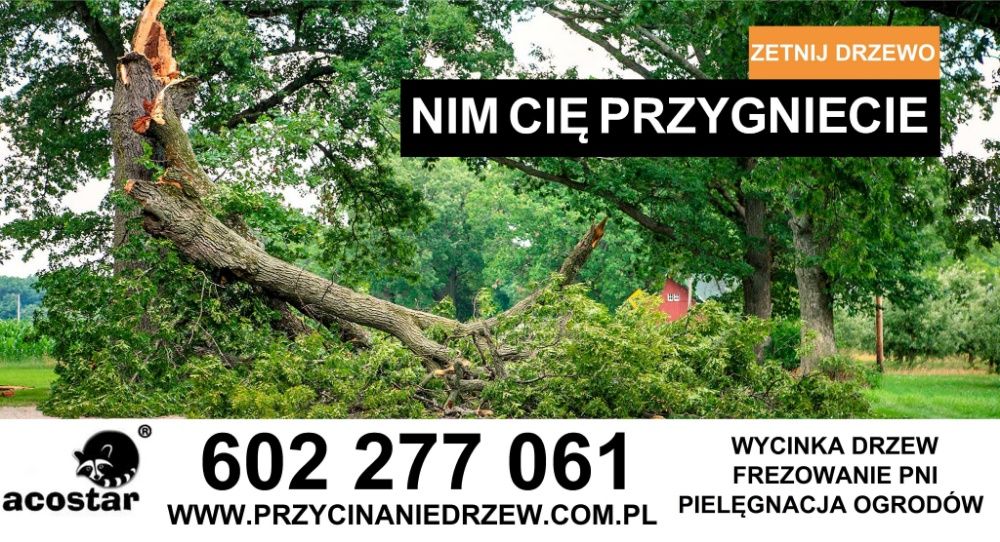 Cięcie i przycinanie drzew Konstantynów Łódź Pabianice Aleksandrów