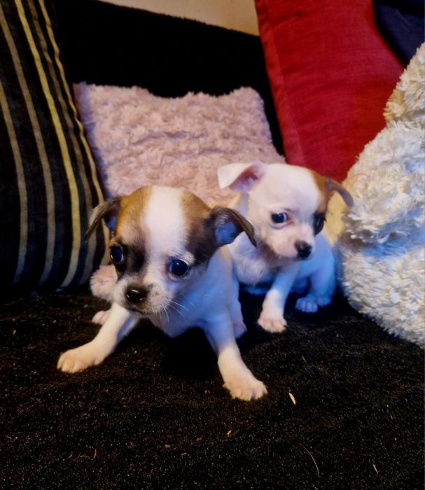 Chichuahua piesek