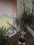 Dracena trzy korony