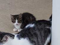 Do oddania dwa koty - ok. 2 miesiace