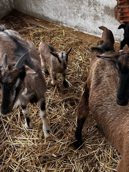 Vendo Cabras jovens
