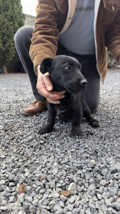 Do oddania dwa psiaki