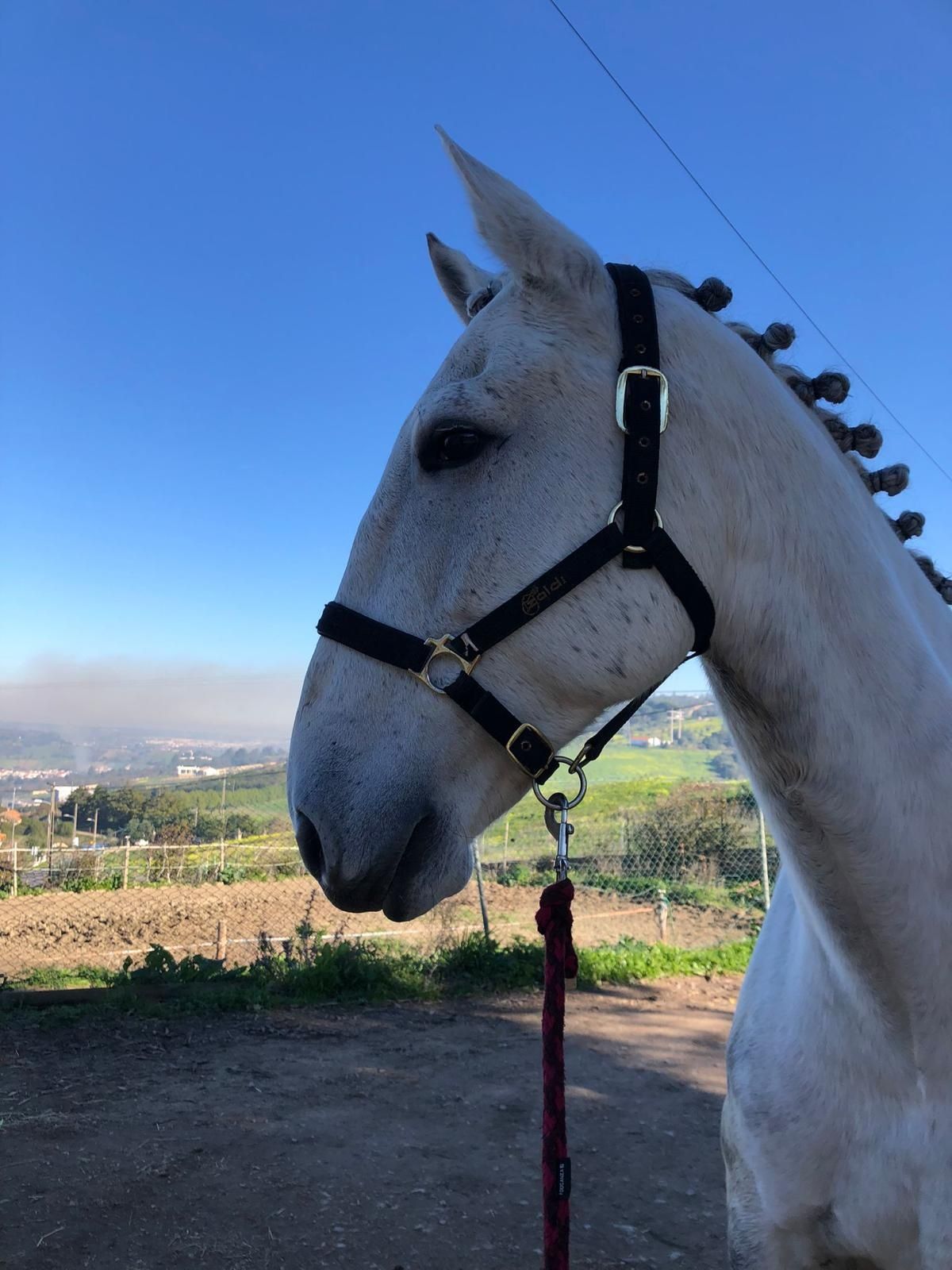 Vendo Cavalo Lusitano