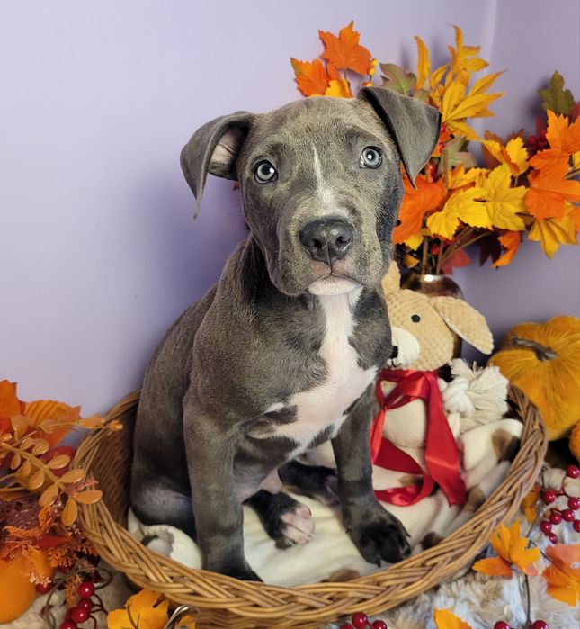 Cudowny szczeniak Amstaff blue!