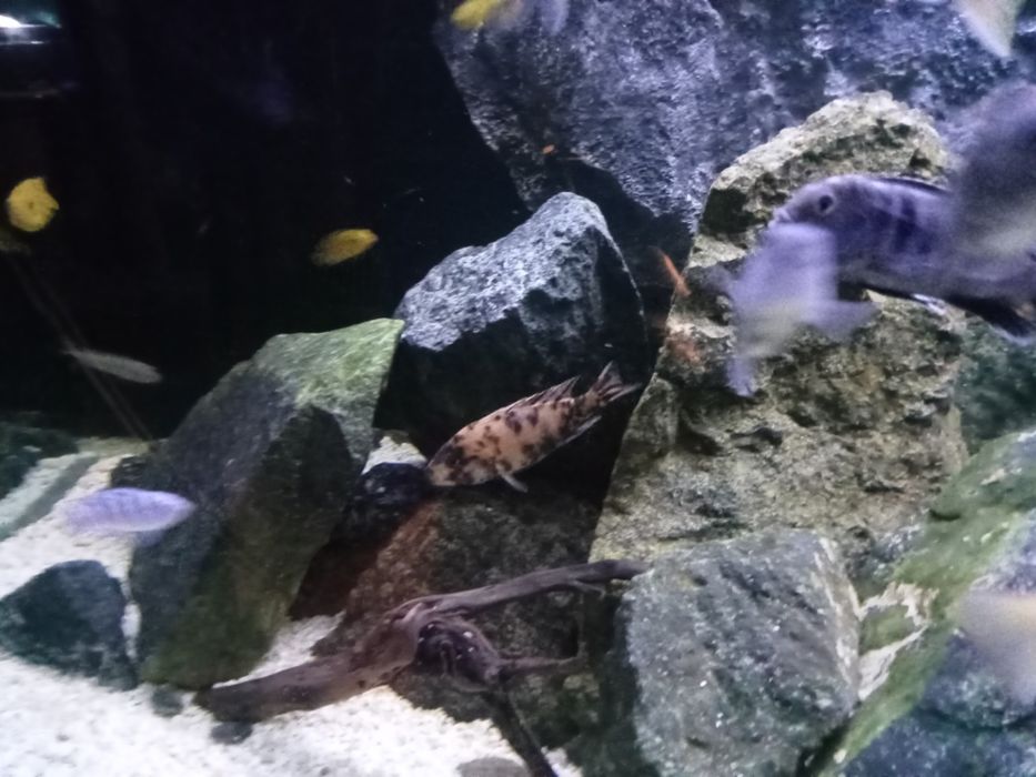 Kamień do akwarium serpentynit zielony