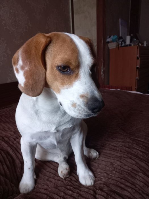 Предлагаю к вязке кобеля бигля