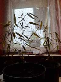 Bambus zimozielony (mrozoodporny)