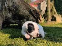 Staffordshire Bull Terrier FCI