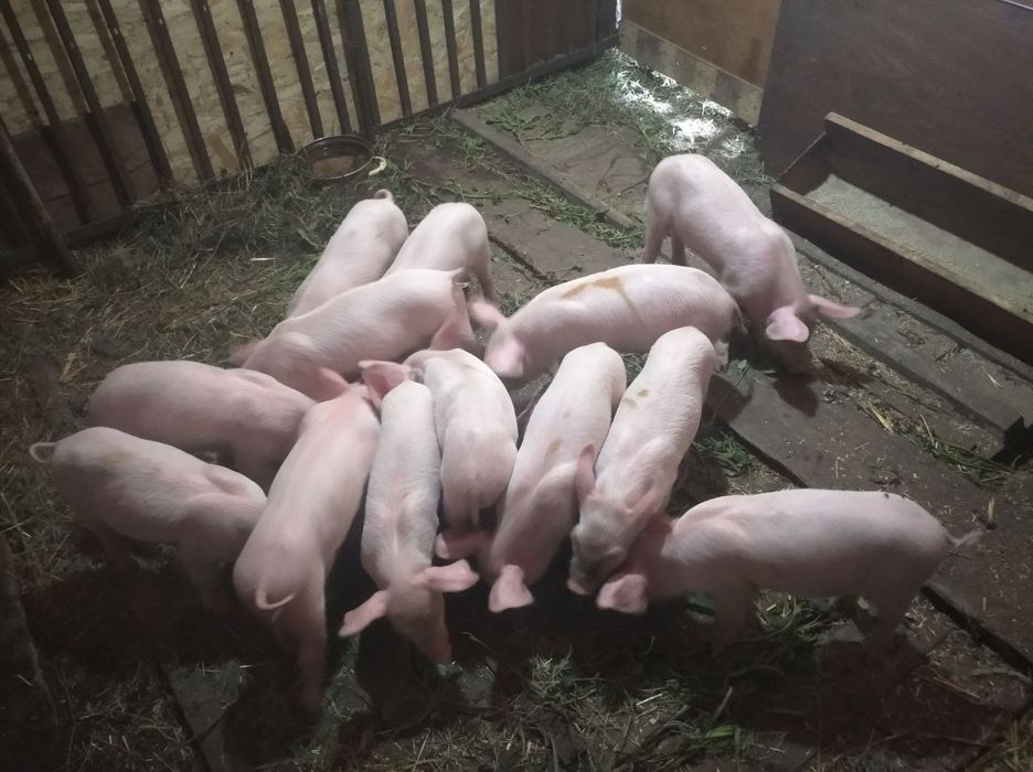 Продам білих поросяток, всі питання по телефону