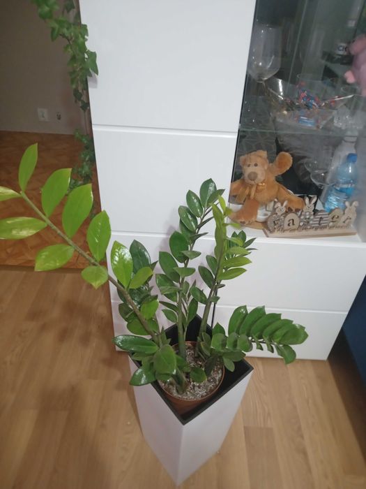 Zamiokulkas sprzedam
