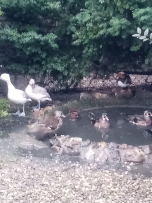 Sprzedam kaczki bajkały