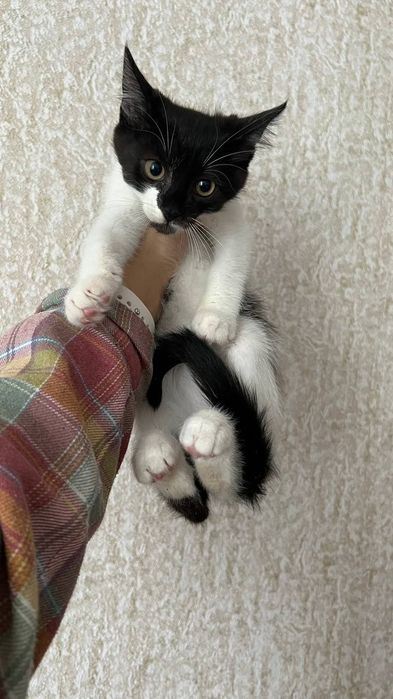 Отдам_ котята_ кошки_ тима