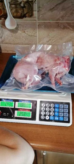 кролик домашній внаявності