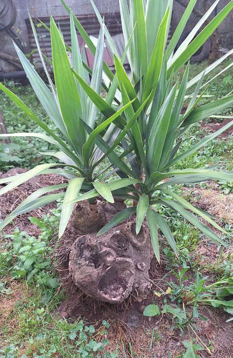 Fiteira para jardim