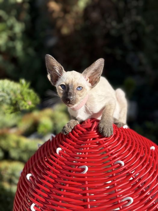 Ориенталы. Орієнтальні коти. Орієнтальні кошенята