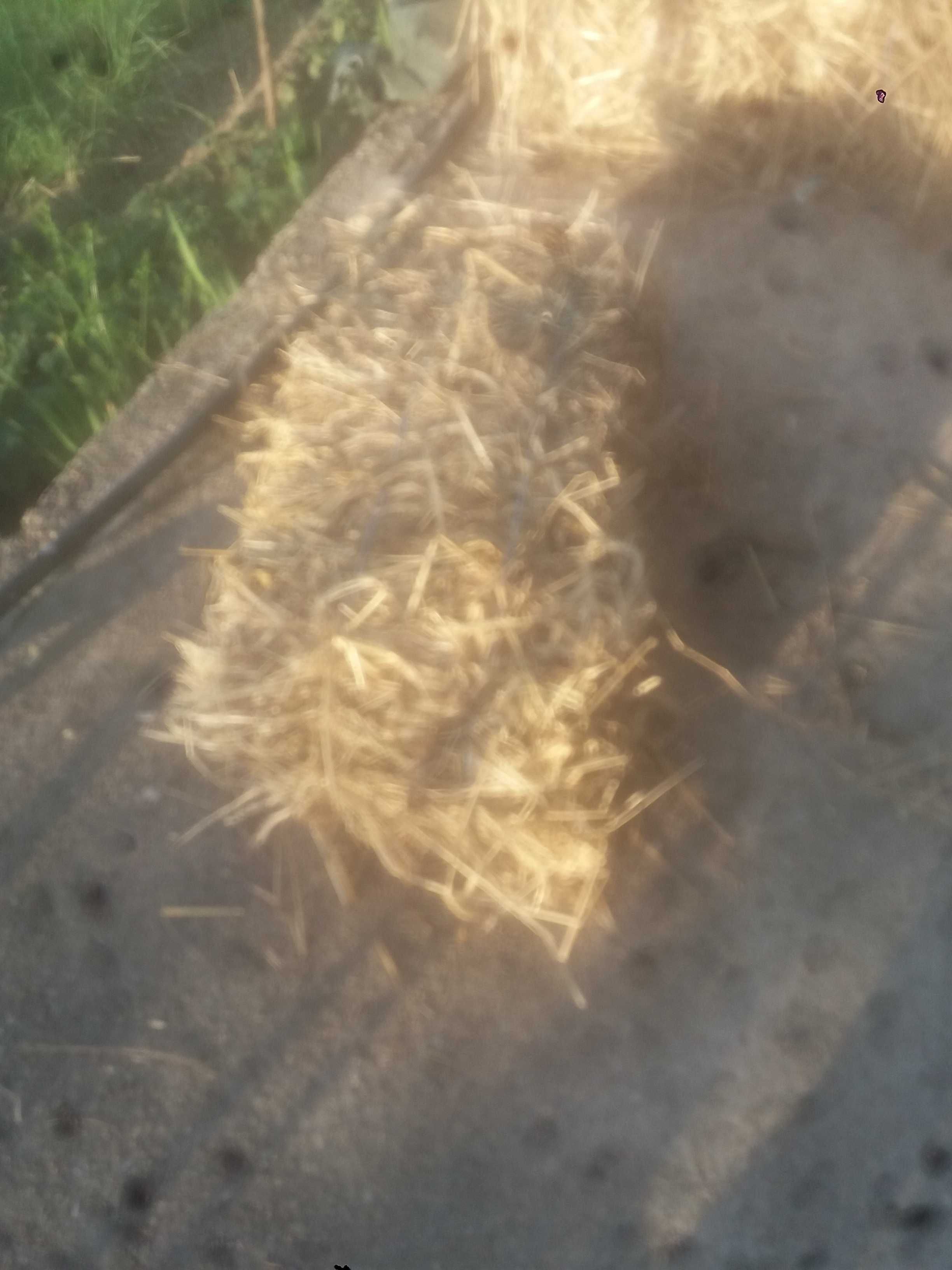Vendo fardos de palha aveia qualidade milho medio