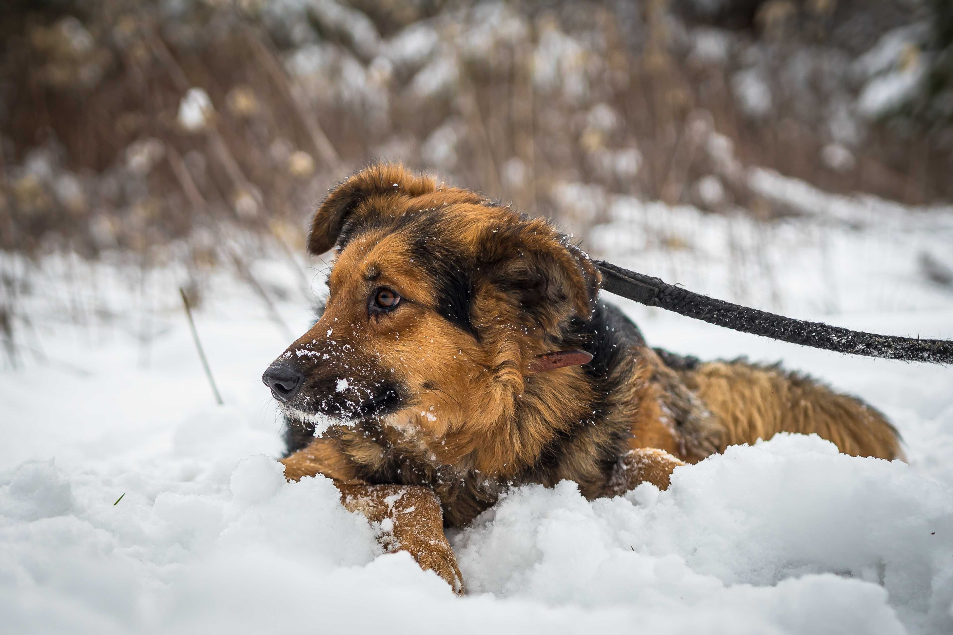 Teo czeka na adopcje