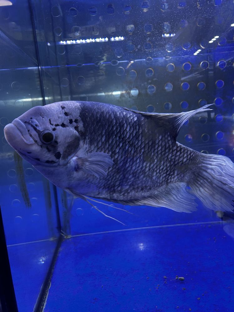 Gourami Gigante Cinza