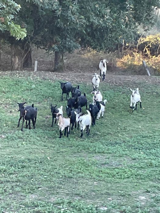 Cabras novas muito boas