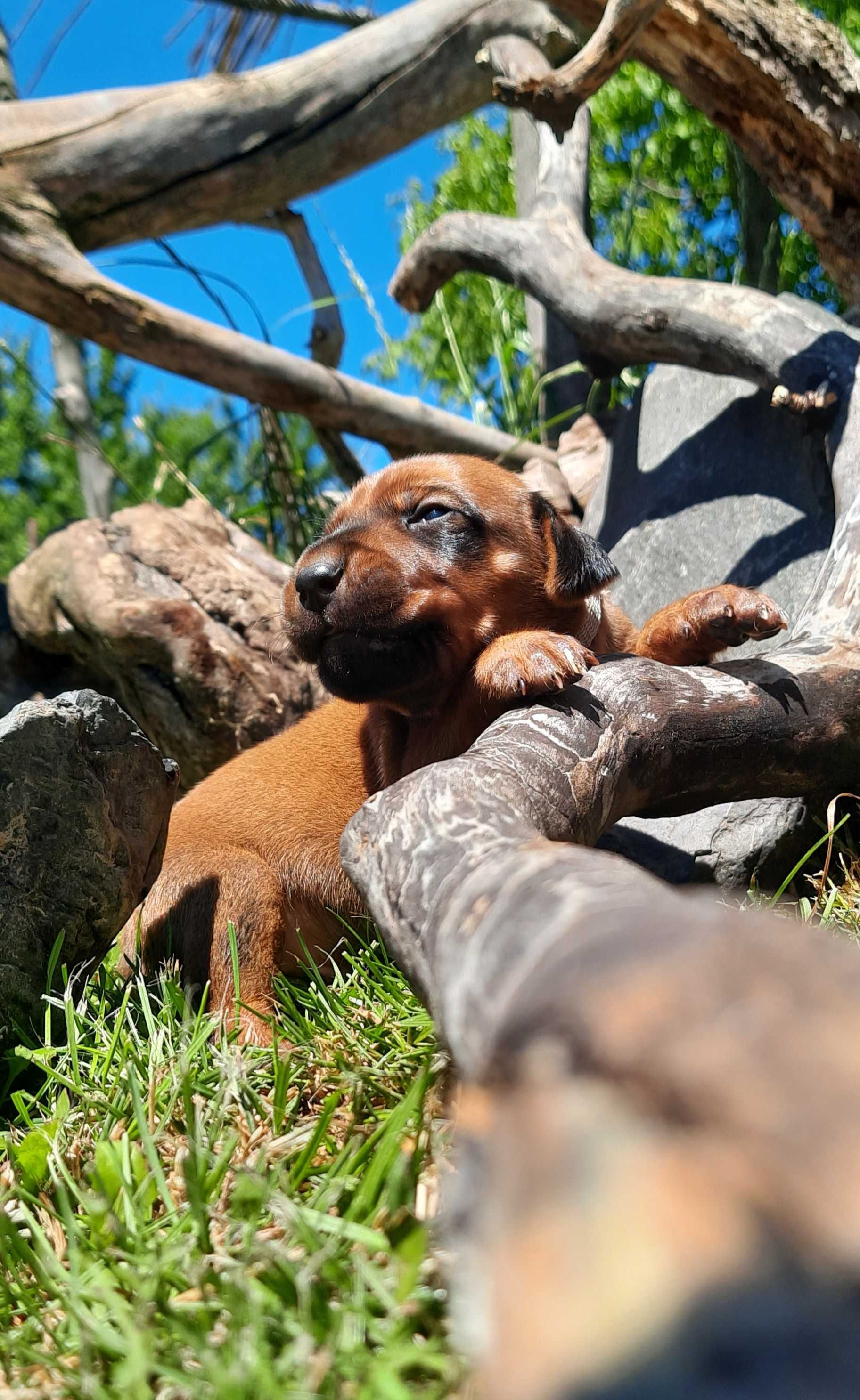 Szczeniak Rhodesian Ridgeback - Hodowla ZKwP/FCI