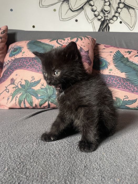 Кошенята чорні дівчата та хлопчік