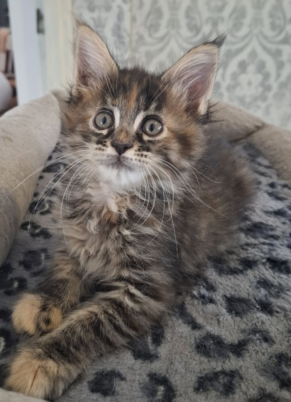 Koteczka Maine Coon