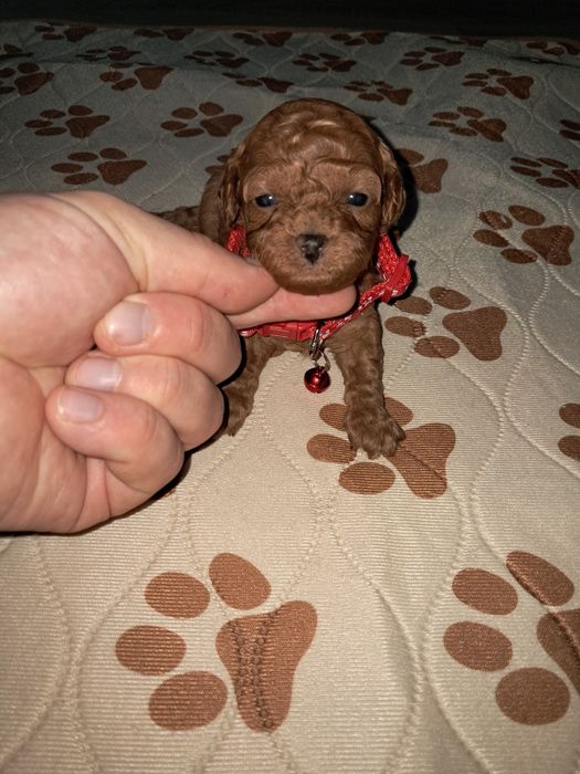 Suczka pudel toy FCI Redbrown