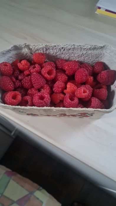Sadzonki malin odmiany letnie
