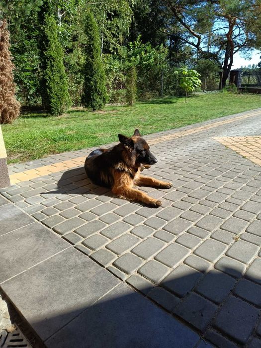 Oddam psa owczarka niemieckiego