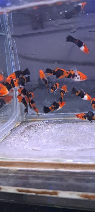 Zestaw 15 szt wyrosnietych mieczyków tricolor