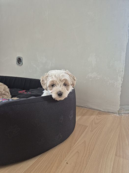 Szczeniak Maltipoo
