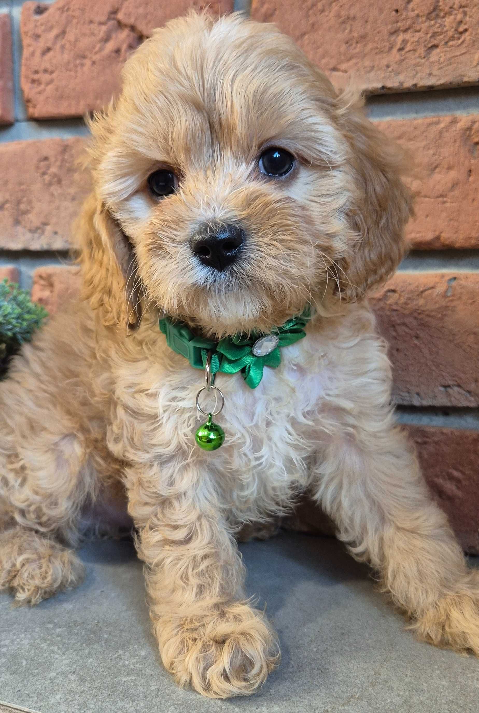 Cavapoo piekny Uzzi  do odbioru