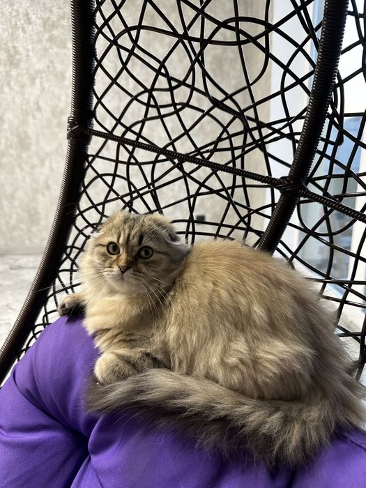 Котенок британець висловухий