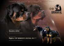 Rottweiler - Zapowiedź miotu - Rottweiler