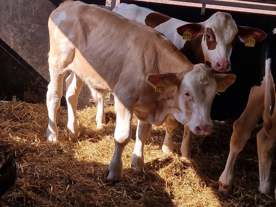 Sprzedam cielaki mięsne