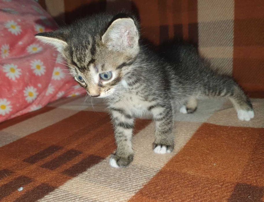 Кошенята шукають відповідальні родини