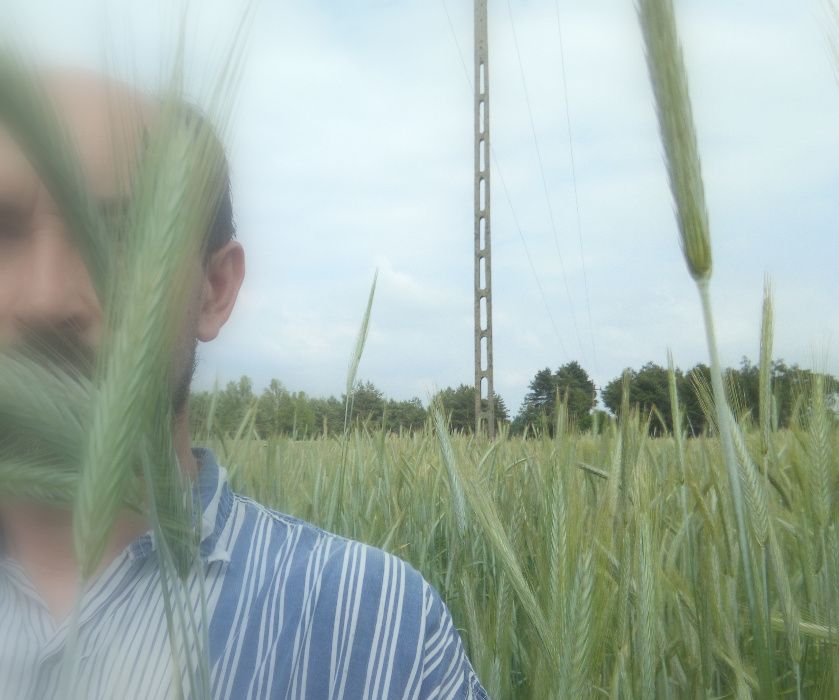 Żyto Dańkowski Rubin siew po centrali